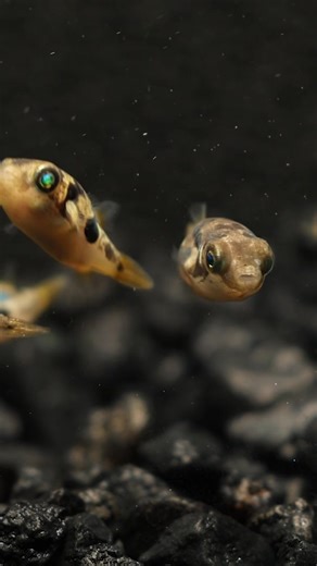 Curious how long Pea Puffers live? ▶️ Watch the FULL video ▶️ https://youtu.be/JU1IX4-UWqY Other Helpful Links: 👨‍👩‍👧‍👦 Unlock exclusive content & perks — Join the Aquarium Club! Join here 👉 https://www.youtube.com/channel/UCwqXcfzaWIkNPtvlYuLb1Dg/join 👾 Join our Flip Fam on Discord — chat, learn, and connect with our community! Hop in here 👉 https://discord.gg/NTcvt5YuYH 📺 Subscribe to follow the journey — big things are happening! Subscribe now 👉 https://www.youtube.com/user/lupdiesel