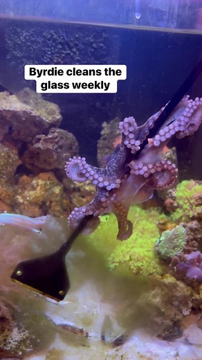 If only she could change the filter floss and carbon too! #thereefdoc #octopus #byrdietheocto #cephalopod #marineaquarium #octonation | The Reef Doc