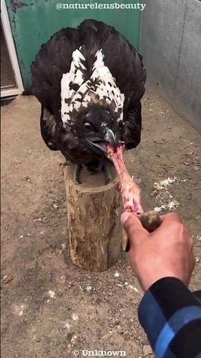 The Secret Behind Vultures' Diet – Nature's Grossest Cleaners Explained!