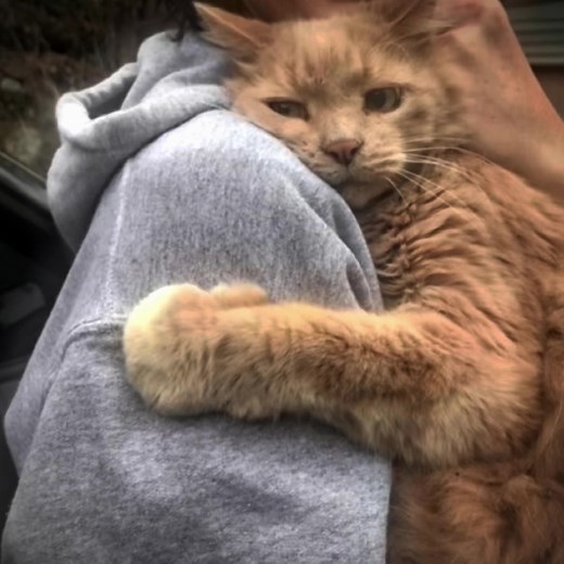 Adorable Cat Hug Edit: Cute Kittens Embracing in Fantasy Setting