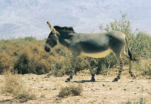 When and Where were Donkeys First Domesticated?