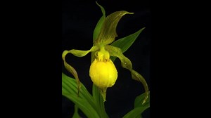 6.3K views · 143 reactions | Cumberland Falls, also known as The...