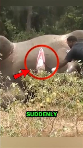 The Shocking Truth About Exploding Animals 😨 #andrast