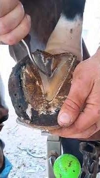 Rescuing a horse with a rock stuck in its leg. #horse #farriers #satisfying