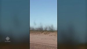 'Wall' of insects rises over beach on Acadian Peninsula | CBC News