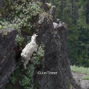 1.2K views · 74 reactions | The fluidity of movement and preparedness of flight is astounding to observe. Goats are just cool . : @jontimmer #emotioninmotion #fightorflight #goatalliance | Rocky Mountain Goat Alliance | Facebook