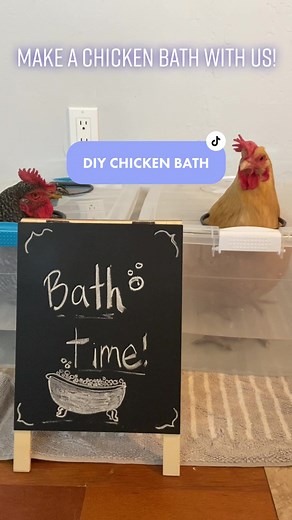 DIY Chicken Bath Box: Easy and Convenient Chicken Care