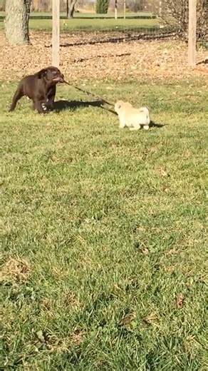 Incase you’ve never seen a puppy pug vs a puppy English Labrador, here you go! Both are 12 weeks!