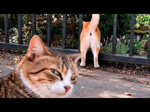 Caught On Camera: The Funniest Animal Moments You Need To See!