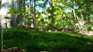 A person walks barefoot over a soft, lush layer of moss in the forest. This video captures the gentle, natural connection between feet and the forest floor, focusing on the soothing texture.
