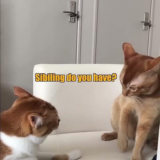23 Slap Cat
