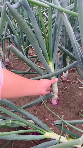 Unique way to make onions grow big
