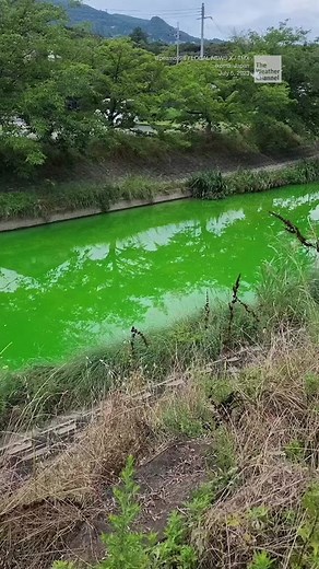 The Mystery of the Green Japanese River
