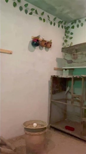 #birds #blackfacebudgie #australianbudgies #parrot #birdsavairy #type #talkingparot #song#cockatie