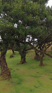 37K views · 693 reactions | Madeira 量⛰  by @_spicim #portugal #madeiraisland #madeira #ilovemadeira #madeiranowordsneeded #visitportugal #visitmadeira #ilhadamadeira | Madeira Island for Travellers | Facebook