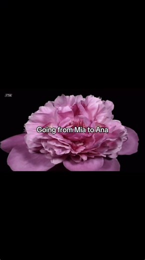 Transitioning from Mia to Ana: Understanding the Journey