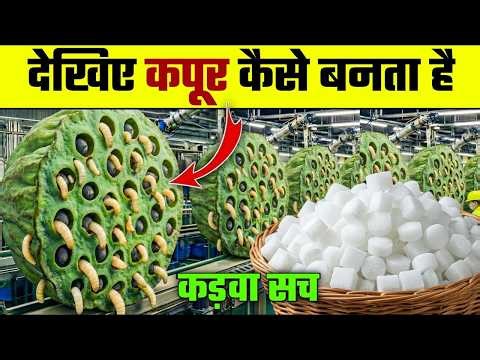 How Camphor is Made The Truth