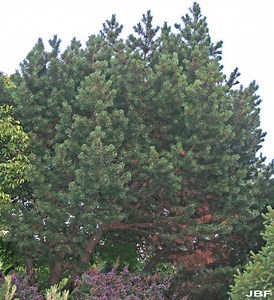 Mugo Pine