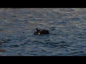 A North American Harlequin duck preens and dives as a Common Goldeneye hen follows #waterfowl #ducks