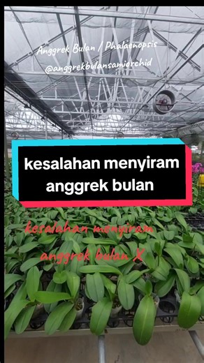 Anggrek bulan adalah salah satu jenis anggrek yang paling populer di Indonesia. Tanaman ini dikenal dengan bunganya yang indah dan perawatannya yang relatif mudah. Namun, ada beberapa kesalahan yang sering dilakukan dalam menyiram anggrek bulan, yang dapat menyebabkan tanaman menjadi stres dan bahkan mati. Anggrek Bulan / Phalaenopsis @anggrekbulansamiorchid #jualanggrekbulan #jualanggrek #anggrekbulan #anggrek #orchid #anggrekindonesia #jualanggrekmurah #orchids #anggrekcantik #anggrekbulanmura