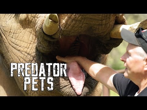 Escaped Exotic Animals | Predator Pets | Season 1 Episode 11 | Full Episode