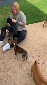 It’s a paw-ty! 😉 We have a village of small dogs up for adoption all around 10 pounds! 🥰 | Hill Country SPCA