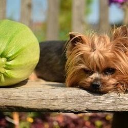 Mon chien peut-il manger de la courgette ?