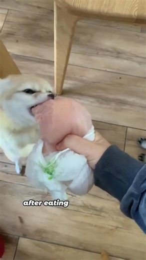 412K views · 9.2K reactions | #animals #wolf #friendship #dog #fyp | Loveable Stories | Facebook