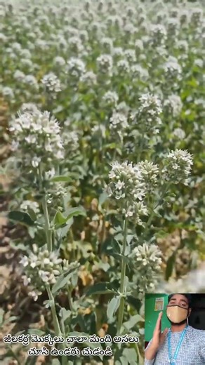 జీలకర్ర తోట చుడండి చాలా అరుదుగా ఉంటాయి | #telugushorts