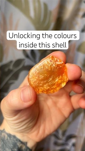 Unlocking the colours inside this shell 🐚💛