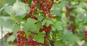 Fresh currant red berries in the garden. Red currants. Juicy ripe berries of red currant on bush. Garden berries background