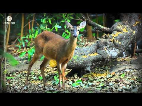 Centinelas del futuro: Bosques templados - ECOSISTEMAS DE MÉXICO