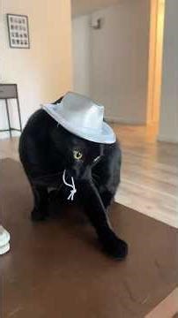 Cats Vibing #catdancing