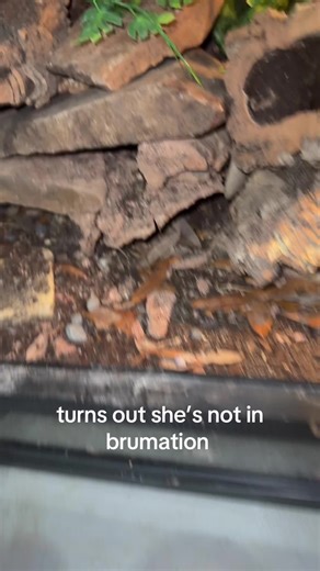 drake (@brakefast)’s videos with som original - 𝑷𝒆𝒅𝒓𝒂𝒅𝒂𝒔🎵