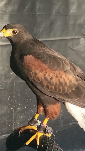 HARRIS HAWK CLOSE-UP AND MAKING SOUNDS!