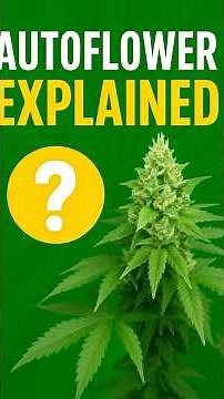Autoflowers Changed Cannabis Forever. An Educational Video
