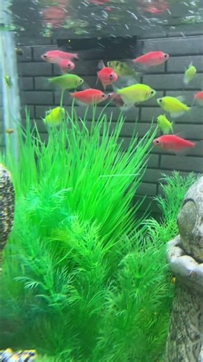 #fish #aquascapegallery #aquarium #exoticaquariumfish #aquariumlife #aquariumfish #megaquarium