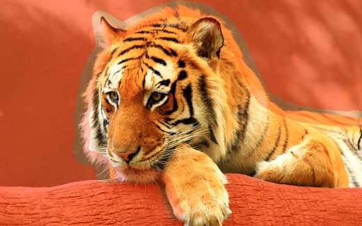 AFFINITY PHOTO抠图篇：4分钟学会AF抠图技巧