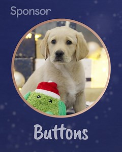 322K views · 2.2K reactions | Meet the adorable puppies waiting for...