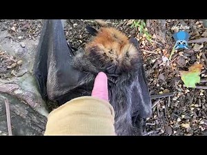 Rescuing a baby flying-fox on the ground: this is Finglas