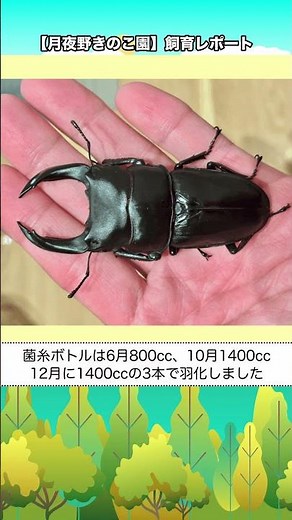 【月夜野きのこ園】飼育レポート！〜国産オオクワガタ（能勢YG）〜【お客様からいただいた飼育データをご紹介🩷】 #カブトムシ #クワガタ #クワカブ #幼虫 #昆虫