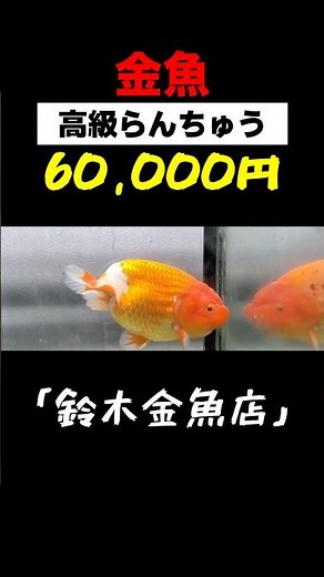 【高級らんちゅう】弥富金魚最大の売り場面積‼︎「鈴木金魚店」#shorts