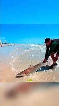 Pesca extrema con hielo: ¡Cómo atraparon un tiburón toro usando un lanzador!#shortvideo #shorts