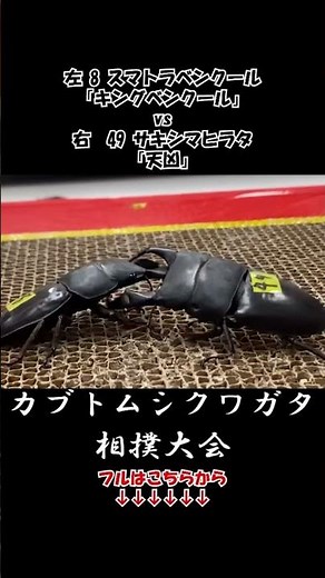 スマトラベンクール キングベンクール vs サキシマヒラタクワガタ 天凶 #クワガタ #昆虫 #昆虫バトル