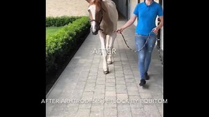 🇫🇷Les miracles existent! 🇳🇱Mirakels bestaan! 👉🏻Presque un million de personnes ont suivi le reportage réalisé sur l’opération d’Ela 🤩Voici la dernière vidéo de la belle jument après son opération chez Equitom. ⭐️C’est juste magnifique! 👉🏻Si vous ne connaissez pas l’histoire, n’hésitez pas regarder le reportage réalisé par Equideo le 12 juin! Equideo Merci au Refuge Des Pivoines d’avoir permis à Ela d’être sauvée 💙 ———— ———— 🇳🇱Mirakels bestaan! Bijna 1 miljoen mensen hebben de reporta