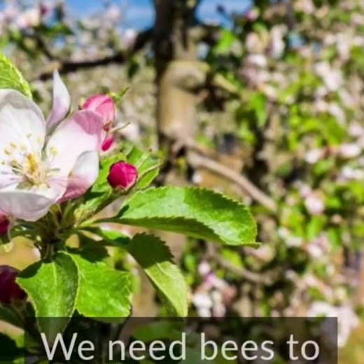 Robotic bee pollinates flowers