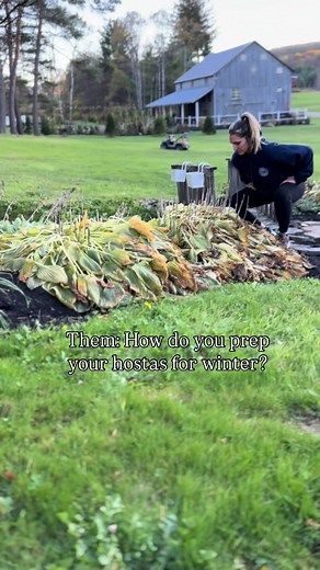Overwintering Hostas: Simple Tips for Easy Care
