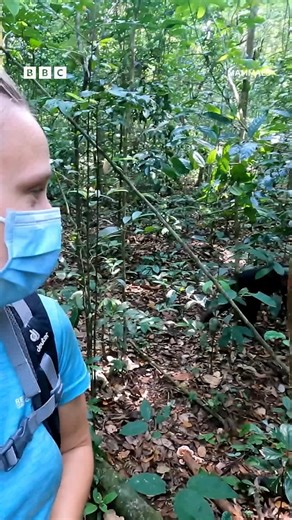 50K views · 141 reactions | Now that's what you call a cheeky monkey!  #Mammals #iPlayer #DavidAttenborough #Nature | BBC Two | Facebook