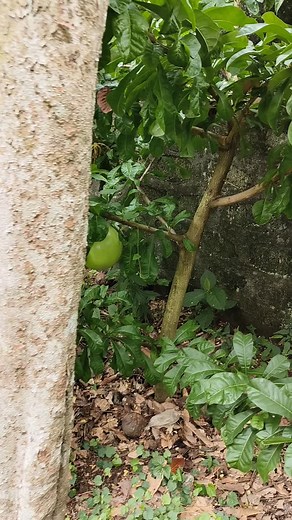23 reactions | The joy of seeing the first fruit our little Calabash/ Pinagpala tree is yielding ☺️ Check out its awesome medicinal benefits https://www.healthline.com/nutrition/miracle-fruit-benefits#uses #foodasmedicine #firstfruit #fruitoftheland | Mark Nikolas Martin | Facebook