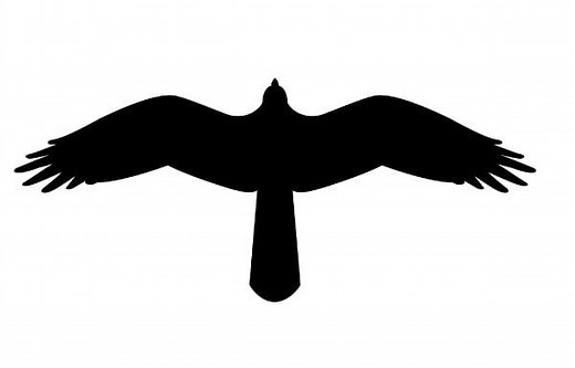 Use a Hawk Picture to Scare Birds Away from Windows